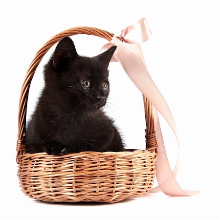 Black kitten in a wattled basket with a ribbon on a white background Stockbilder - Microstock & Abonnement, Bildnummer: 400-06460064