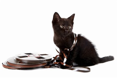 Black kitten on a white background Fotografie stock - Microstock e Abbonamento, Codice: 400-06460068