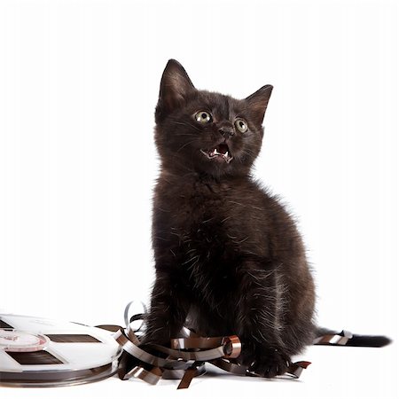 Black kitten on a white background Fotografie stock - Microstock e Abbonamento, Codice: 400-06460069