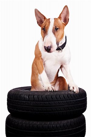 simsearch:400-05259756,k - Bull terrier and wheels on a white background Photographie de stock - Aubaine LD & Abonnement, Code: 400-06460097