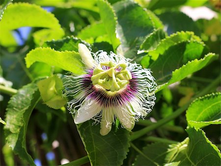 passiflora - unusual flower of Passiflora hid among the leaves Stock Photo - Budget Royalty-Free & Subscription, Code: 400-06460129