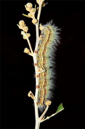 simsearch:400-04434050,k - Hairy caterpillar sitting on a branch on black Stock Photo - Budget Royalty-Free & Subscription, Code: 400-06460222