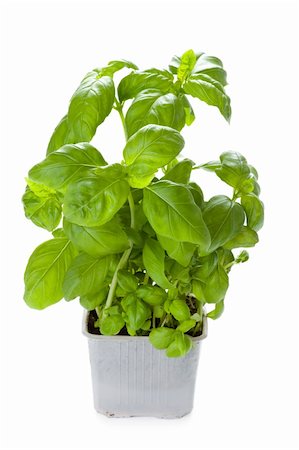 potted herbs - basil herb growing in a plastic pot isolated Stock Photo - Budget Royalty-Free & Subscription, Code: 400-06460393