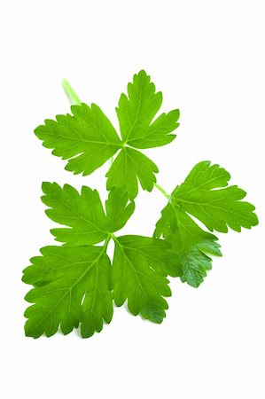 eelnosiva (artist) - flat leaf parsley close up isolated on white background Foto de stock - Royalty-Free Super Valor e Assinatura, Número: 400-06460400