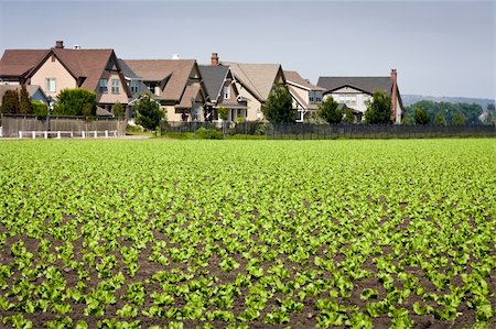 New houses built along the edge of a field of row crops.  The urban-agricultural interface is a land use planning topic. Foto de stock - Super Valor sin royalties y Suscripción, Código: 400-06460503
