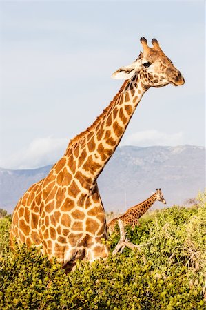 perseomedusa (artist) - Kenya, Tsavo East National Park. Free giraffe in sunset light. Fotografie stock - Microstock e Abbonamento, Codice: 400-06460579