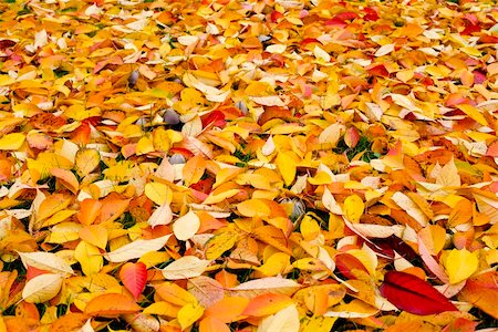 The colourful Autumn Background. A photo of a carpet of autumn leaves. Stock Photo - Budget Royalty-Free & Subscription, Code: 400-06460603
