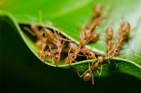 simsearch:400-06427911,k - red ant teamwork in the nature Stock Photo - Budget Royalty-Free & Subscription, Code: 400-06460884