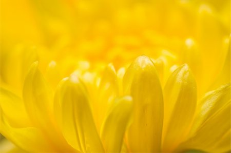 sweetcrisis (artist) - Chrysanthemum Flowers macro in the garden Stock Photo - Budget Royalty-Free & Subscription, Code: 400-06460891