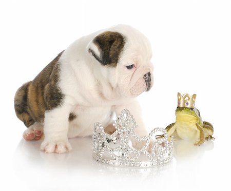 fairytale concept of kissing handsome prince - english bulldog princess kissing handsome prince frog wearing crown Stock Photo - Budget Royalty-Free & Subscription, Code: 400-06461115