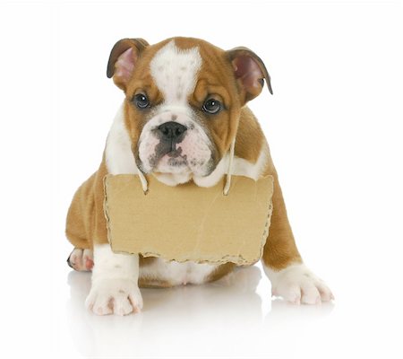 simsearch:400-08696541,k - puppy with a message - english bulldog puppy with a sign around his neck on white background 8 weeks old Foto de stock - Super Valor sin royalties y Suscripción, Código: 400-06461124