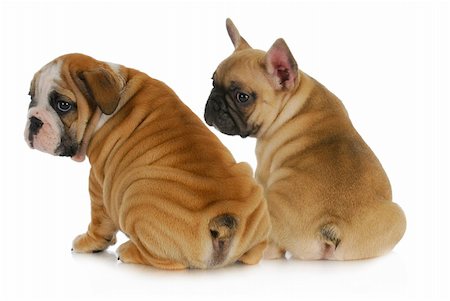 dog looking over shoulder - two puppies - english and french bulldog puppies looking over shoulders isolated on white background 8 weeks old Stock Photo - Budget Royalty-Free & Subscription, Code: 400-06461136