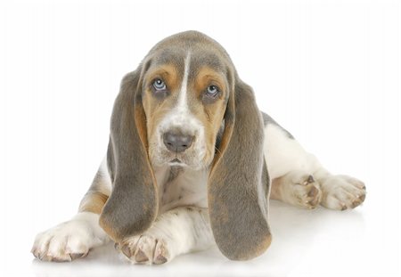simsearch:400-07571868,k - cute puppy - basset hound puppy laying down on white background - 8 weeks old Fotografie stock - Microstock e Abbonamento, Codice: 400-06461133