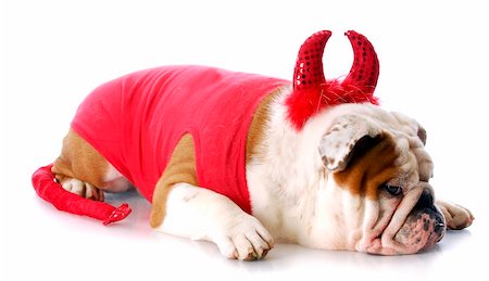 simsearch:400-04576043,k - english bulldog with devilish expression in devil costume with reflection on white background Stock Photo - Budget Royalty-Free & Subscription, Code: 400-06461146