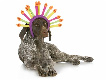 pointer dogs colors - birthday dog - german short haired pointer wearing a birthday hat on white background Stock Photo - Budget Royalty-Free & Subscription, Code: 400-06461155