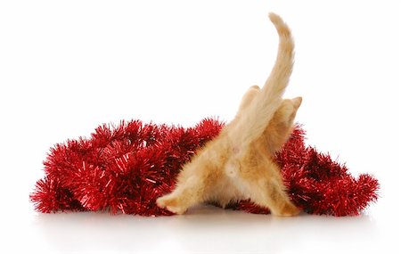 funny kitten from the backside playing in red christmas garland with reflection on white background Stock Photo - Budget Royalty-Free & Subscription, Code: 400-06461151
