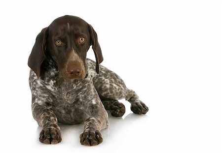 simsearch:693-03303244,k - hunting dog - german shorthaired pointer laying down isolated on white background Photographie de stock - Aubaine LD & Abonnement, Code: 400-06461152