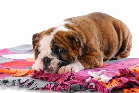 simsearch:400-04875271,k - english bulldog puppy with head down resting on colorful blanket Stock Photo - Budget Royalty-Free & Subscription, Code: 400-06461172