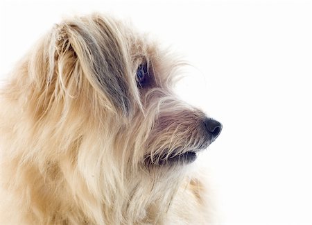simsearch:400-06949768,k - portrait of a pyrenean sheepdog in front of a white background Photographie de stock - Aubaine LD & Abonnement, Code: 400-06461305