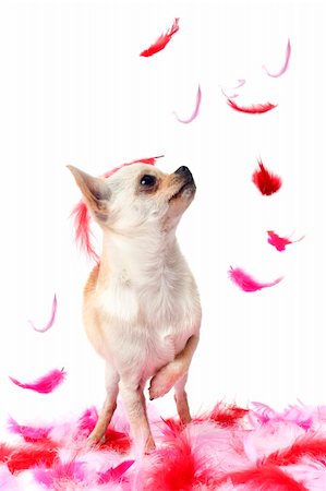 simsearch:400-06391494,k - portrait of a cute purebred  puppy chihuahua with pink feather  in front of white background Fotografie stock - Microstock e Abbonamento, Codice: 400-06461302