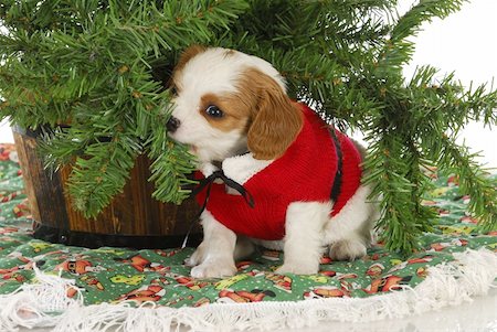 dog and naughty - christmas puppy - cavalier king charles spaniel puppy under a christmas tree Stock Photo - Budget Royalty-Free & Subscription, Code: 400-06461634