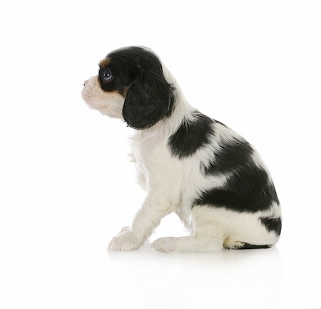 cute puppy - cavalier king charles spaniel puppy sitting looking up isolated on white background Stock Photo - Budget Royalty-Free & Subscription, Code: 400-06461635