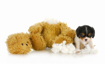 dog destruction - naughty puppy - cavalier king charles puppy chewing apart a stuffed teddy bear Stock Photo - Budget Royalty-Free & Subscription, Code: 400-06461637