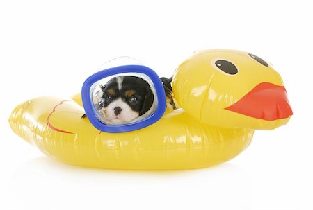 simsearch:400-06461634,k - dog swimming - cavalier king charles spaniel wearing mask laying on water floatation device Stock Photo - Budget Royalty-Free & Subscription, Code: 400-06461638