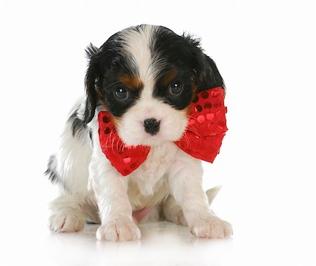 simsearch:400-06461634,k - cute puppy - cavalier king charles spaniel wearing red bowtie sitting on white background Stock Photo - Budget Royalty-Free & Subscription, Code: 400-06461633