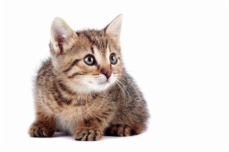 simsearch:400-06951516,k - The striped kitten on a white background Photographie de stock - Aubaine LD & Abonnement, Code: 400-06461865
