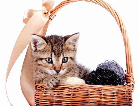 simsearch:400-06095398,k - Striped kitten in a basket with woolen balls on a white background Foto de stock - Super Valor sin royalties y Suscripción, Código: 400-06461870