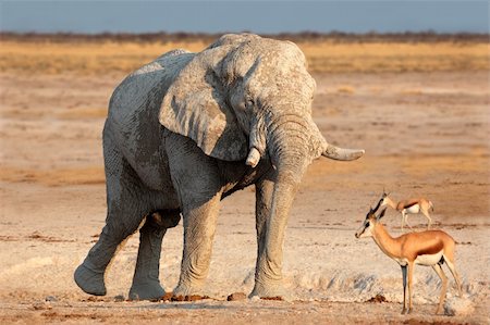 simsearch:400-07430708,k - Large African elephant (Loxodonta africana) bull covered in mud, Etosha National Park, Namibia Stock Photo - Budget Royalty-Free & Subscription, Code: 400-06461965