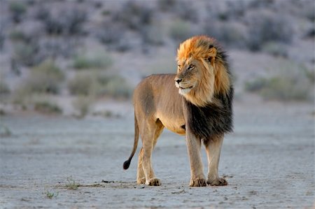 Big male African lion (Panthera leo), in late afternoon light, Kalahari desert, South Africa Stock Photo - Budget Royalty-Free & Subscription, Code: 400-06461974