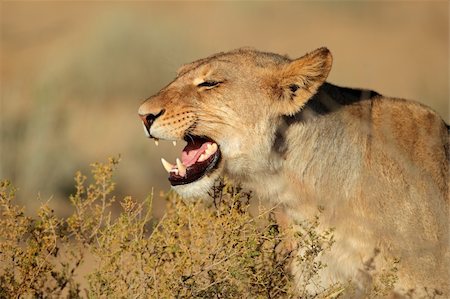 simsearch:400-06207209,k - Aggressive lioness (Panthera leo) showing her teeth, Kalahari desert, South Africa Fotografie stock - Microstock e Abbonamento, Codice: 400-06461970