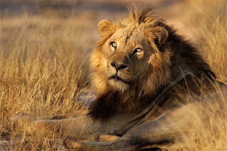 simsearch:400-03942591,k - Portrait of a big male African lion (Panthera leo), Sabie-Sand nature reserve, South Africa Photographie de stock - Aubaine LD & Abonnement, Code: 400-06461972