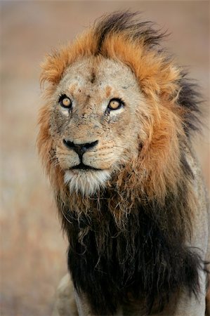 simsearch:400-03942591,k - Portrait of a big male African lion (Panthera leo), Sabie-Sand nature reserve, South Africa Photographie de stock - Aubaine LD & Abonnement, Code: 400-06461973