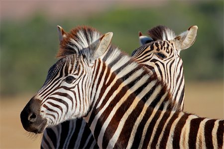 simsearch:400-04348140,k - Portrait of a Plains (Burchells) Zebra (Equus quagga), South Africa Foto de stock - Super Valor sin royalties y Suscripción, Código: 400-06461987