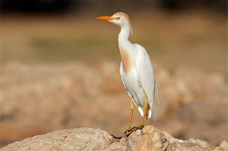 Cattle egret (Bubulcus ibis) perched on a rock, South Africa Stock Photo - Budget Royalty-Free & Subscription, Code: 400-06462846
