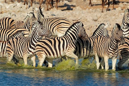 simsearch:400-07657090,k - Plains (Burchells) Zebras (Equus burchelli) walking in water, Etosha National Park, Namibia Fotografie stock - Microstock e Abbonamento, Codice: 400-06462850