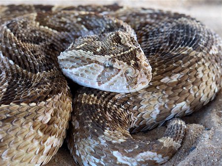 deadly snake vipers - Close-up of a puff adder (Bitis arietans) snake ready to strike Stock Photo - Budget Royalty-Free & Subscription, Code: 400-06462852