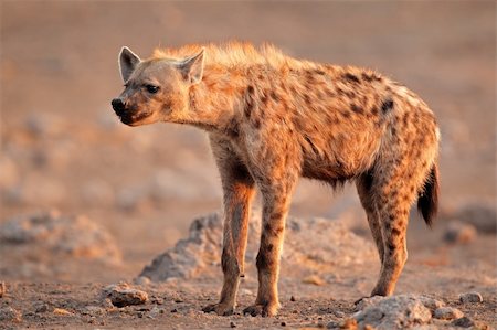 simsearch:400-05888526,k - Spotted hyena (Crocuta crocuta), Etosha National Park, Namibia, southen Africa Photographie de stock - Aubaine LD & Abonnement, Code: 400-06462853