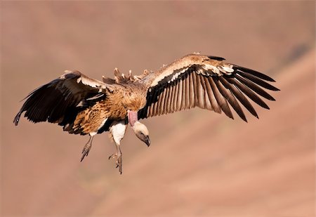 Cape Vulture flying looing for food on the ground Foto de stock - Royalty-Free Super Valor e Assinatura, Número: 400-06463031