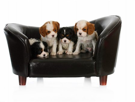 cute puppies - litter of cavalier king charles spaniel puppies sitting on a dog couch Foto de stock - Super Valor sin royalties y Suscripción, Código: 400-06463295