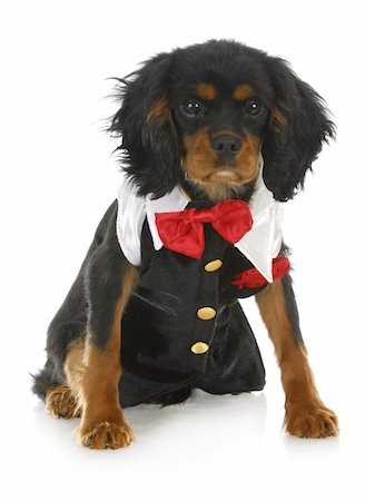 simsearch:400-06461634,k - formal dog - cavalier king charles spaniel dressed up in a tuxedo on white background Stock Photo - Budget Royalty-Free & Subscription, Code: 400-06463293