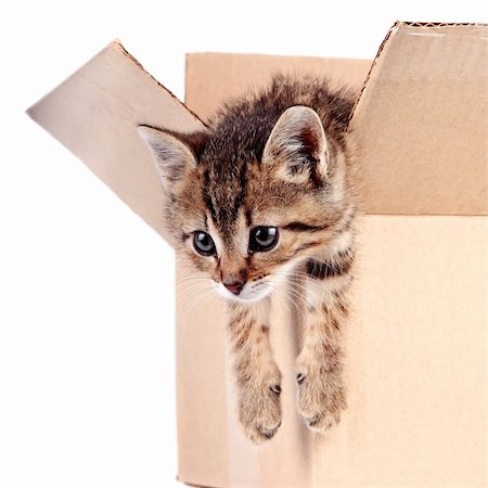 simsearch:400-08316734,k - Kitten in a box on a white background Stockbilder - Microstock & Abonnement, Bildnummer: 400-06463438