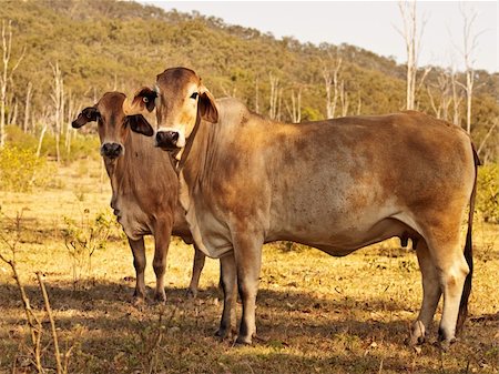 sherjaca (artist) - Two brahman zebu cows in Australian beef cattle country on ranch Foto de stock - Royalty-Free Super Valor e Assinatura, Número: 400-06463760