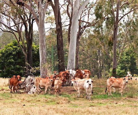 Australian cattle country herd of brahman cows by large eucalyptus gum trees landscape Stock Photo - Budget Royalty-Free & Subscription, Code: 400-06463761