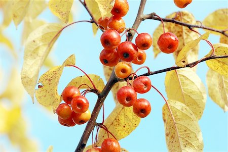 Red crab apples among yellow leaves against a blue sky Fotografie stock - Microstock e Abbonamento, Codice: 400-06463843