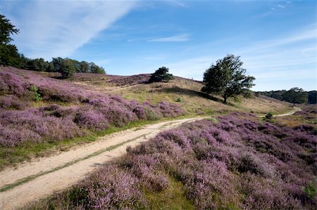 simsearch:400-08041728,k - path way between hills covered with blossoming heather Stock Photo - Budget Royalty-Free & Subscription, Code: 400-06477061