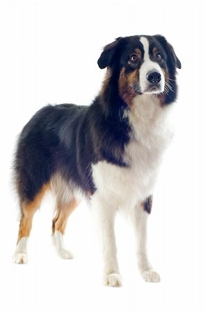 sheep dog - purebred australian shepherd  in front of white background Photographie de stock - Aubaine LD & Abonnement, Code: 400-06477470